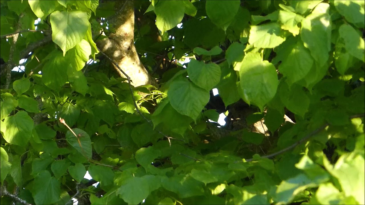 Small leaved Lime - Spring