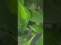 pagpitas ng sili #shorts #asmr #shortvideo #sili #vegetables #fresh #youtubeshorts #ytshorts #garden