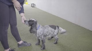 How to Teach Your Dog to Stand | The Battersea Way