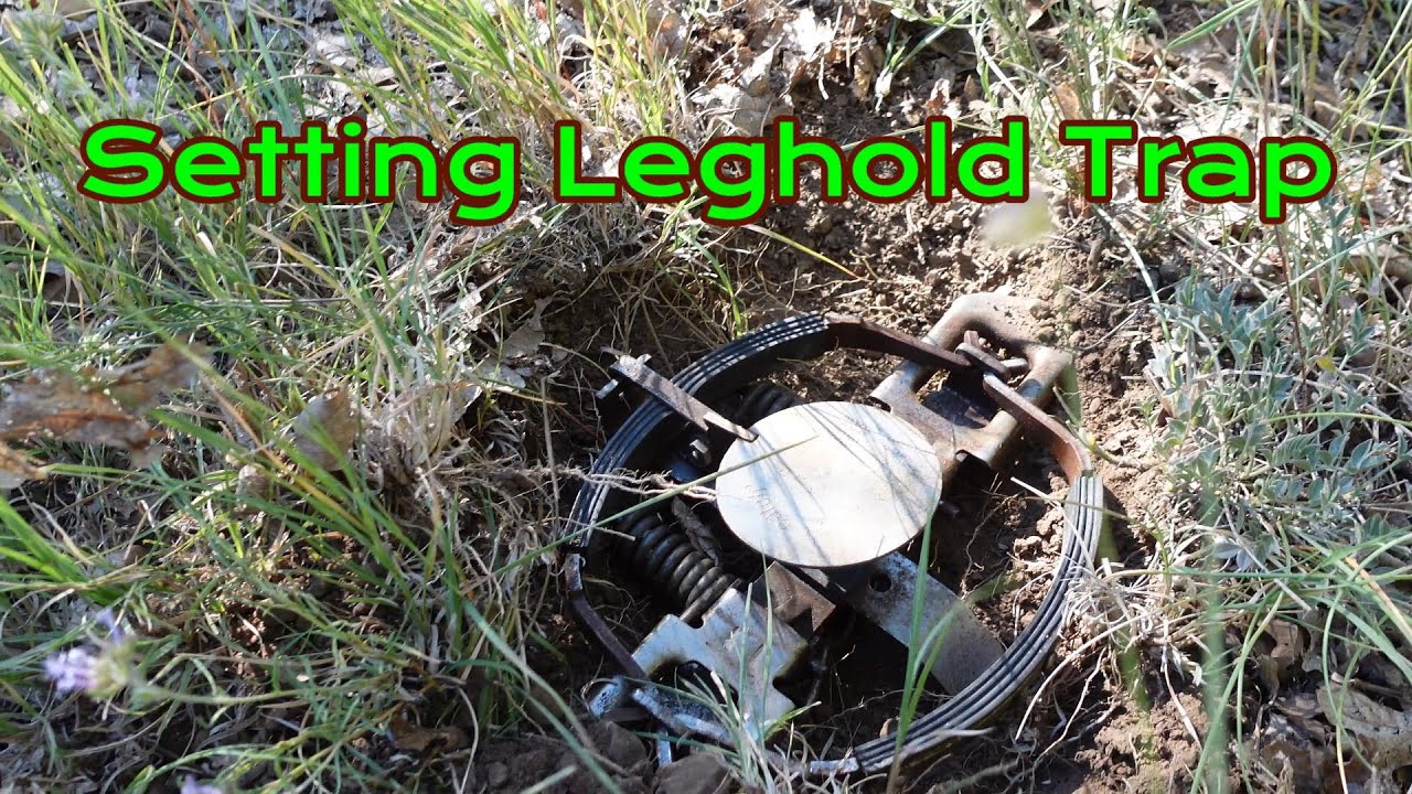 Trapping Leghold Basics: Everything You Need To Know