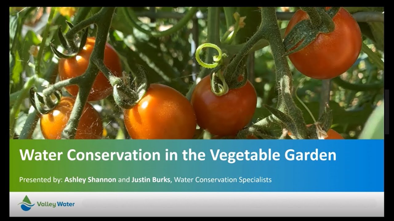 Water Conservation in the Vegetable Garden with Valley Water YouTube