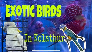 Exotic birds  and fishes  in KOLATHUR CHENNAI | Flowerhorn | #flowerhorn #rahulpov92