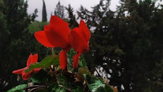 | Gide Gide Bir Söğüde Dayandım 🎵 Ayfer Vardar