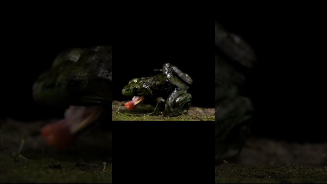 Жук бомбардир в деле!