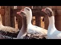 صوت طيور الإوز سبحان الله تربية الإوز صوت طيور الإوز سبحان الله تربية الإوز