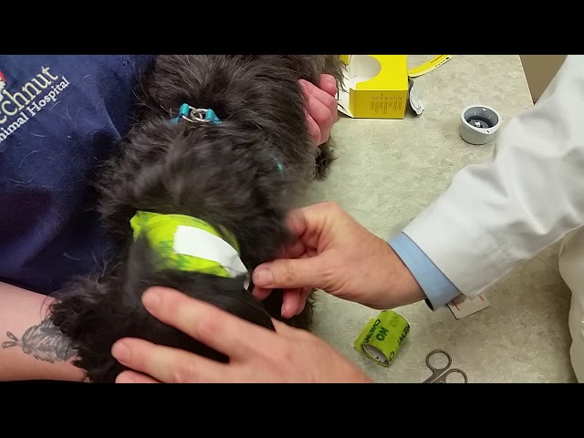 Freestyle Libre Continuous Glucose Monitor In Dogs - Youtube