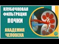 Академия Человека  | Почки. Клубочковая фильтрация это первый шаг при выработке мочи почками