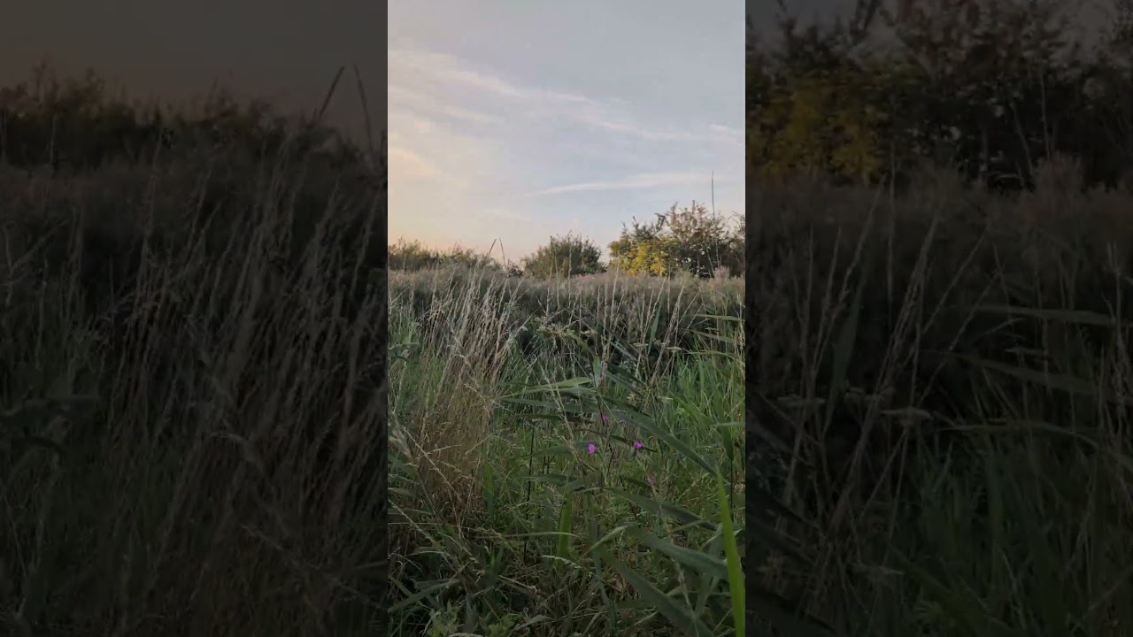 I Attempt to grow 🌿🌿🍁 outdoors in the UK ☀️🌧️ part 5