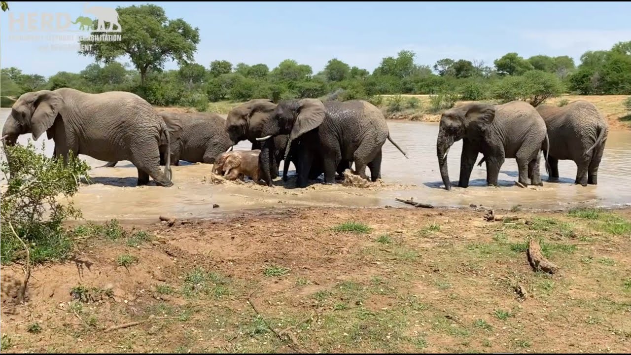 Elephant Swim time - Khanyisa goes in the deep end and Bubi is not in a good mood!