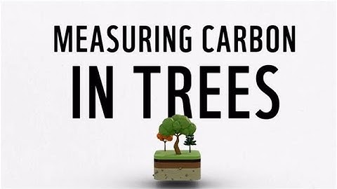 Carbon measurement technical training | Trees
