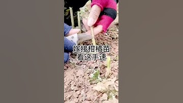 Cây ăn quả được ghép và cây chung, cây có múi được ghép. # 果树 graf 接 # Trợ lý Douyin