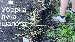 Уборка лука-шалота #ШПС № 120