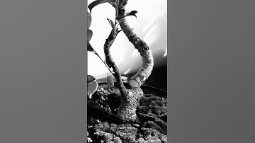 Trunk Chop Revolutionizes Ficus Bonsai Growth Forever