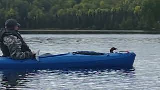 Loon floating by