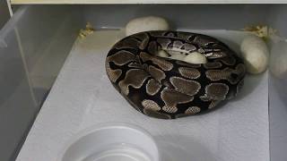CLUTCH #3 2018 VPI Axanthic X Pastel Sugar Het Ax
