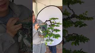 Tùng đen dáng đổ mini phong trà phân khúc đẹp Lh zl @879511868 #tungden #quynhhuonggarden #bonsai