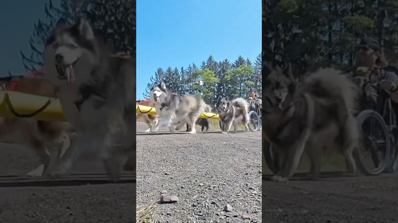 WooFDriver & Canines FOREVER we whiz past a barn in the electric dogsled on wheels! 