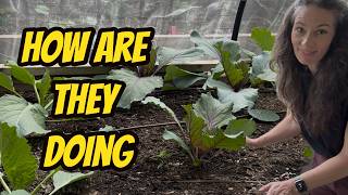 Brassicas: Update, Weeding, Succession Sowing Cabbage, Broccoli, Cauliflower  #growyourownfood