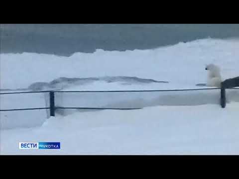 Медведи в Рыркайпии