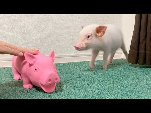 豚のぬいぐるみをなでなでしてたら嫉妬しちゃったミニブタがこちら笑【35日目】