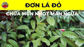 Đơn Lá Đỏ có tác dụng chữa trị bệnh gì? | Chữa Mụn Nhọt Mẩn Ngứa