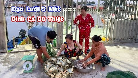 KHAI TRƯƠNG Lưới 7 Phân Thả Cá Mè Trúng Mánh. OPENING OF 7-Channel Net, Successfully Released Fish