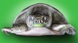 Simple, Effective Aquatic Turtle Set Up! New Arrival at Garden State Tortoise!