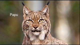 Qué Pasa Con Los Linces