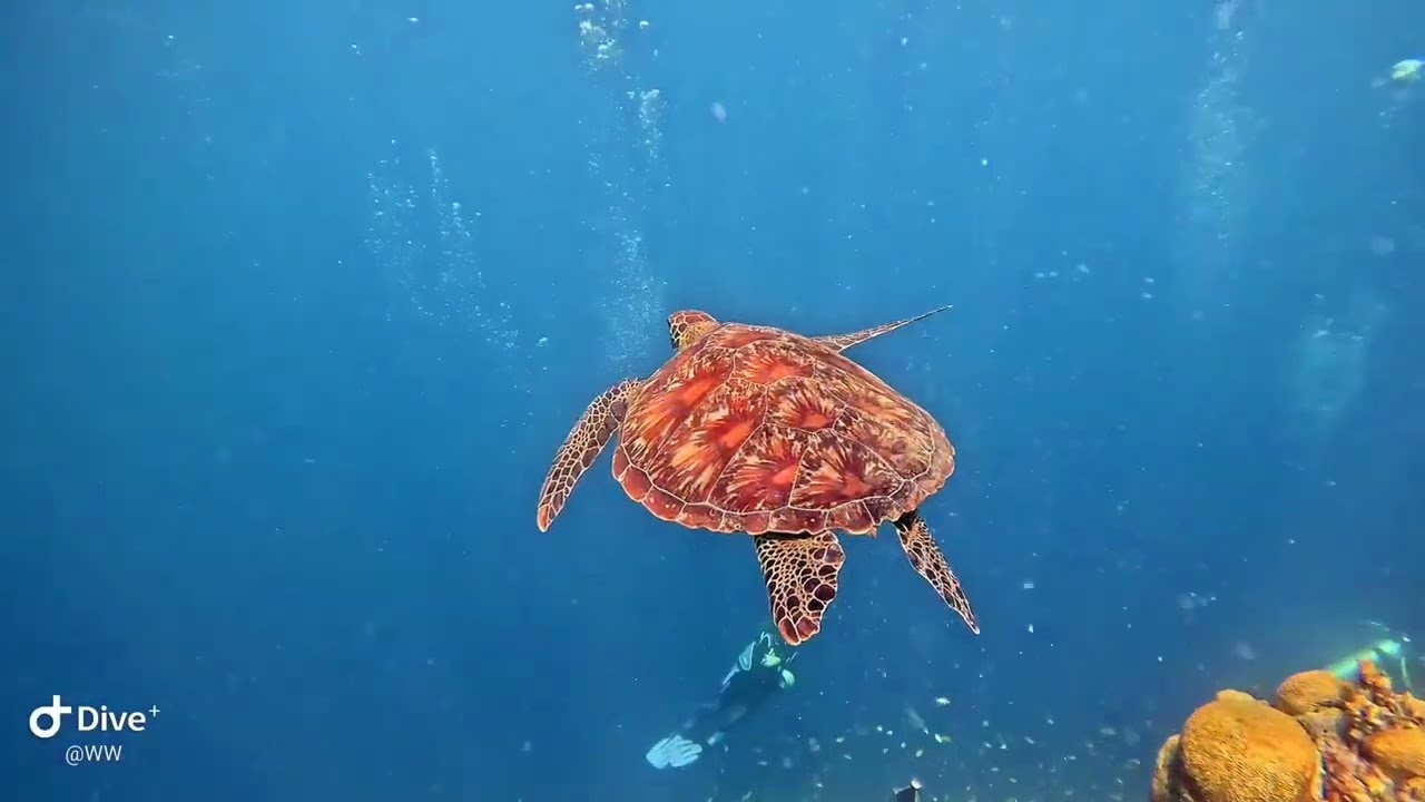 Philippinen Tauchen 2024