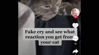 Cute pets reaction when there owners &quot;cry&quot;!!