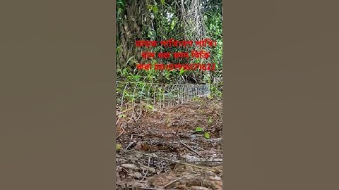 dahuk dhora fad.how to make dahuk bird catching