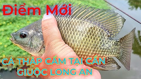 Câu cá Rô,Thác lác,Rô Phi...Câu cá thiên nhiên giật không muốn về.