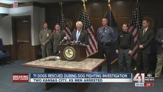 71 dogs rescued during dogfighting investigation