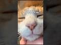 【緊急保護】高齢の地域猫が心臓病で命が危ない...10年以上お世話した住民たちが集まってお別れをするが...