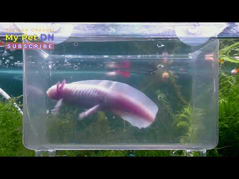 Video cập nhật cá cảnh axolotl kỳ nhông nước 2022-8-16 - youtube