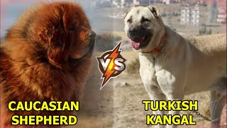 CAUCASIAN SHEPHERD DOG VS KANGAL - Who Will Win?