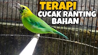 MASTERAN CUCAK RANTING JANTAN | SUARA JERNIH CUCAK RANTE