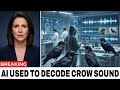 Scientists Used AI to Decode Crow Sounds — What They Found About Humans Is Terrifying