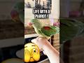 Life with a parrot !! 😭🥹🫣#parrot #parrots #parrotlover #animals