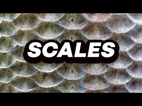 SCALES - SCALES