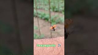 Mariquita alzando el vuelo 🐞✈️ #asturias #turismoasturias #vacaciones #viajar #Coccinellidae #fabes