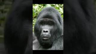 gorilla sings happy birthday #shorts #birthday #happy