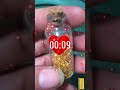 Separating #gold from all metals, gold recovery THE HOW TO!