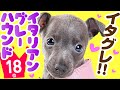 ❤️人気18位【イタリアン・グレーハウンドってどんな犬?】子犬の価格や性格、寿命、飼いやすさは? カワイイ動画でチェック!