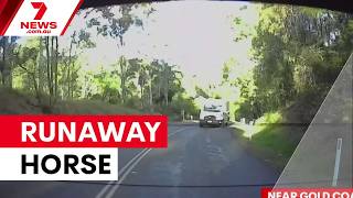 Driver dodges runaway horse near Gold Coast | 7NEWS