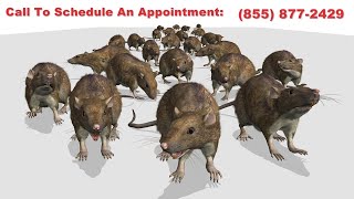 Salem Rodent Exterminator | Salem Rodent Removal | House Mouse & Roof Rat Removal Service
