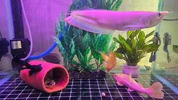 Ra mắt CÁ HỒNG VỸ MỎ VỊT XANTHIC nuôi cùng Rùa bụng hồng tại Ú Ù PETSHOP CPC 