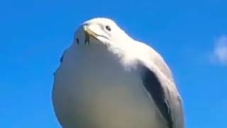 screaming seagull (çıglık atan martı) Resimi