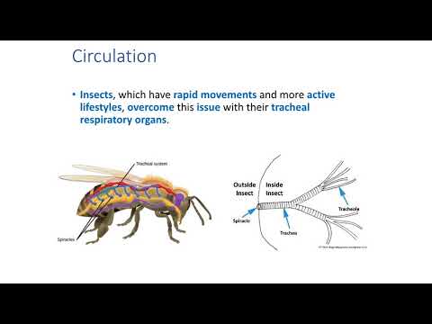 Video: What Animals Have An Open Circulatory System