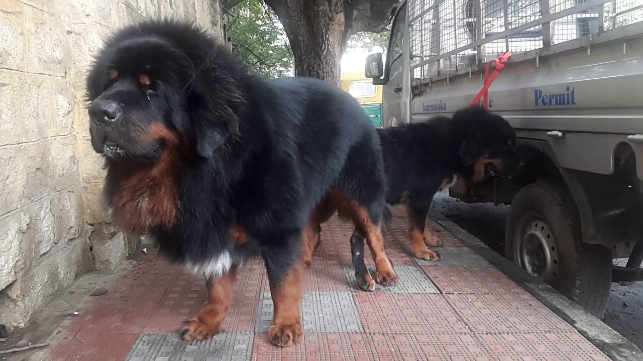 Cadaboms tibetian mastiff crossing stud sarvice mating YouTube